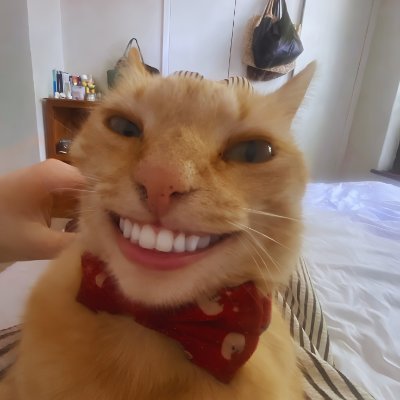 ToastCat — the actual cat, grinning in his red bow tie